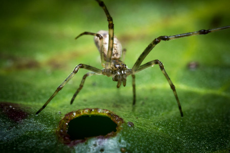 Extreme close up macro long legged sac spider on green leafの写真素材