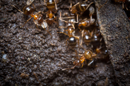 Red ants tend their eggs in macro close upの写真素材