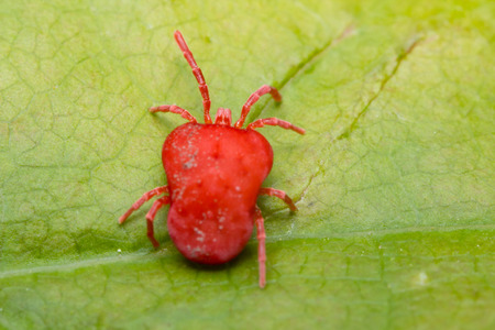 Close up macro Red velvet mite or Trombidiidae in natural environment