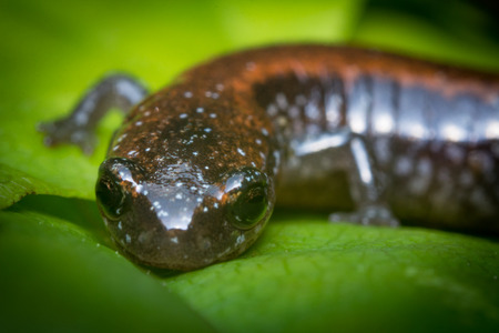 Closeup macro photo of red backed salamander walking along mossy rocks