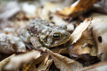 Macro grumpy Eastern American toad in natural habitat, selective focusの写真素材
