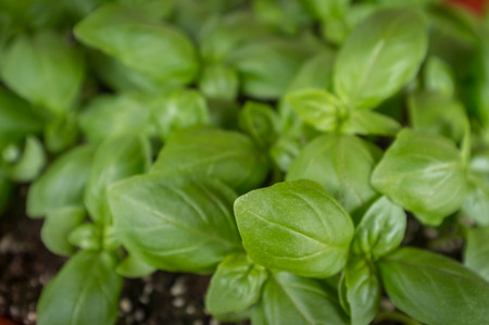 Lots of fresh organic basil growing in garden pot
