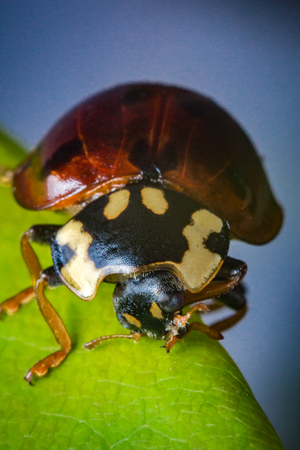 Red ladybug on green leaf in close up macro