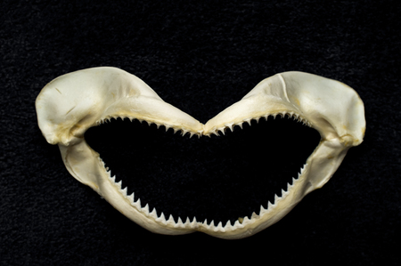 Preserved killer shark tooth jawbone decoration backgroundの写真素材