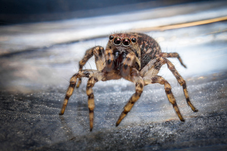Super macro close up jumping spider on glass surface