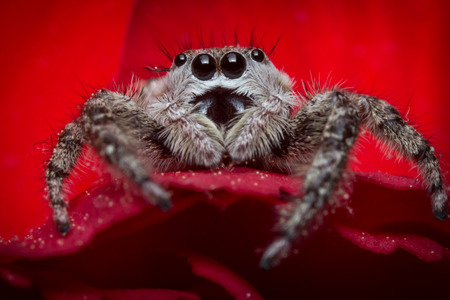 Super macro close up jumping spider on red rose