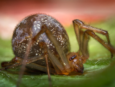 Close up macro common house spider with large abdomenの写真素材