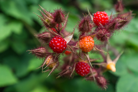 Edible red Asian wild raspberries in macro closeup imageryの写真素材