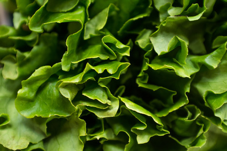 Bunch of Romaine lettuce leaves in closeup macro backgroundの写真素材