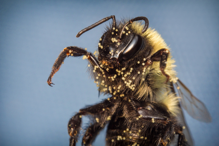 Common eastern bumblebee on pink flower in extreme closeup macro