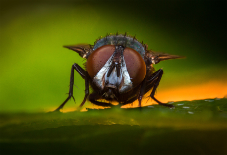 Extreme close up macro common green bottle fly insect backgroundの写真素材