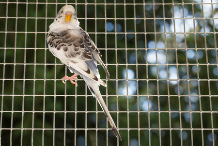Closeup portrait colorful pet parakeet in cage with bokeh
