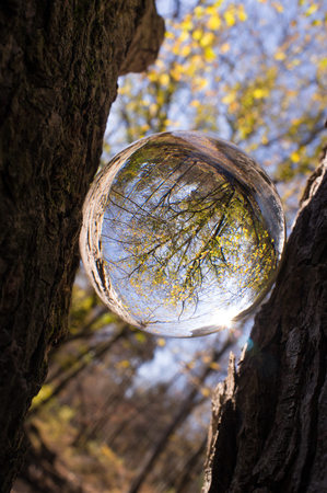 Magic crystal ball between tree branches for autumn fantasy imageryの写真素材
