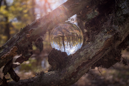Magic crystal ball between vine branches for autumn fantasy imageryの写真素材