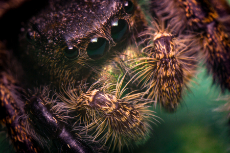 Super macro close up Phidippus regius jumping spider