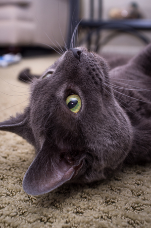 Pet Russian blue cat posing and laying on carpetの写真素材