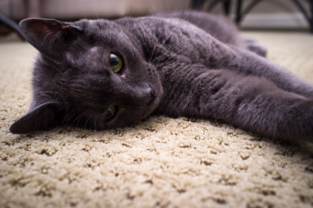 Pet Russian blue cat posing and laying on carpetの写真素材