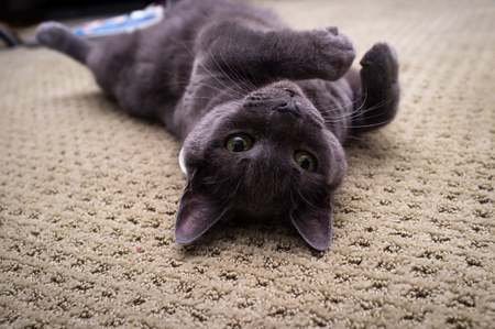 Pet Russian blue cat posing and laying on carpetの写真素材