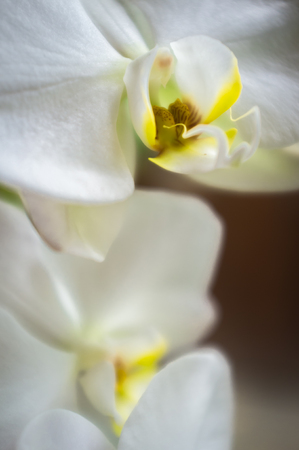 Closeup macro phalaenopsis white orchid with shallow depth of fieldの写真素材