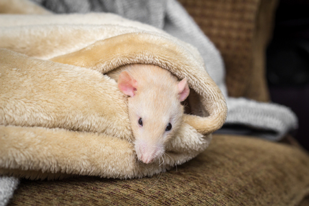Fancy fawn colored dumbo eared pet rat exploring a blanketの写真素材