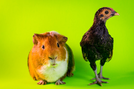 interspecies Friendship between pet Guinea Pig and Chickenの写真素材