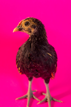 Sicilian Buttercup chicken portrait farm hen backgroundの写真素材