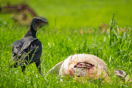 American black vulture feasting on dead deer carcass in summer grassの写真素材