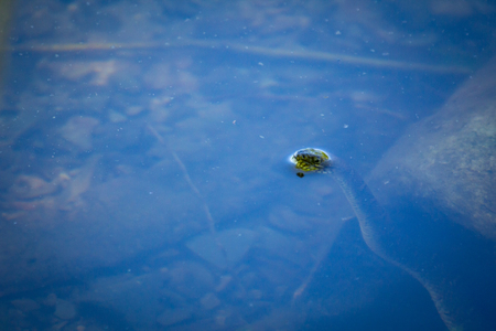 Banded Northern Water Snake going for a swim in lakeの写真素材