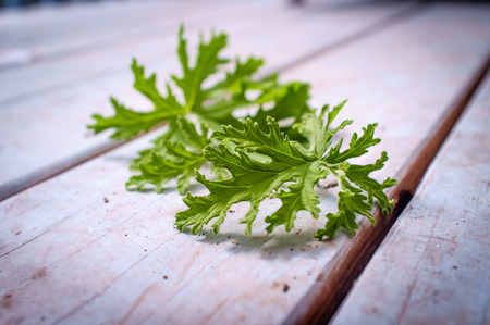 A citronella plant leaves to make homemade mosquito repellantの写真素材