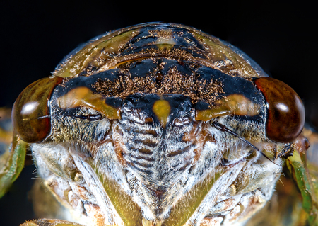 Closeup macro cicada locust for pest control and farming imageの写真素材