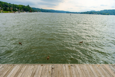 Ducks swim on summer lake near sunny dockの写真素材