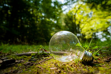 Antique Edison globe style light bulb resting on woodland floor