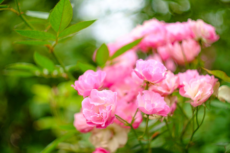 Several small pink shrub roses in backyard gardenの写真素材