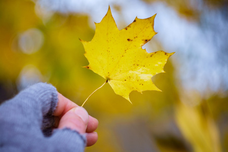 Hand wearing fingerless gloves holds up yellow autumn leaf with creamy background bokehの写真素材