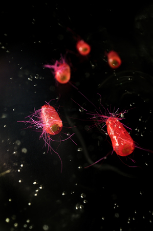 Escherichia coli also known as Ecoli bacteria health science conceptの写真素材