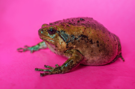 Asian bullfrog known as chubby frog in the pet communityの写真素材