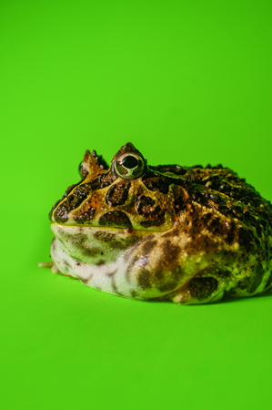 Ornate horned pacman frog with studio lightingの写真素材