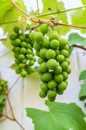 Summer detail closeup green grape vine orchard or garden の写真素材