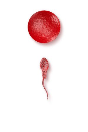 Swimming sperm race to impregnate a fertile human egg 3D digital illustrationの写真素材