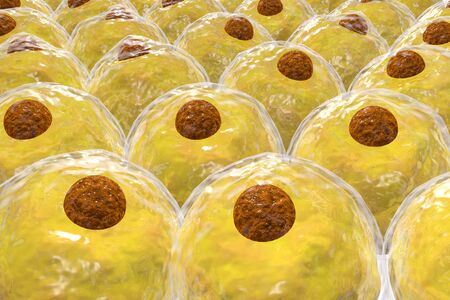 Healthy white human fat cells also known as adipocytes 3d illustrationの写真素材