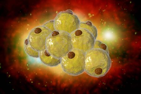 Healthy white human fat cells also known as adipocytes 3d illustrationの写真素材