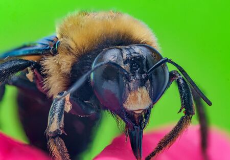 Extreme closeup macro bumblebee on pink flower with green backgroundの写真素材