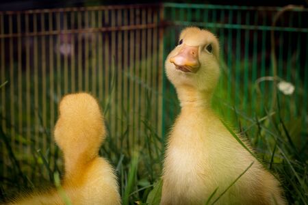 American pekin duckling or Long Island Ducks playing in backyard grassの写真素材