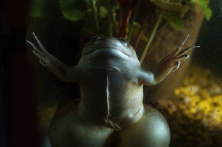 Large adult African clawed frog swimming in dirty waterの写真素材