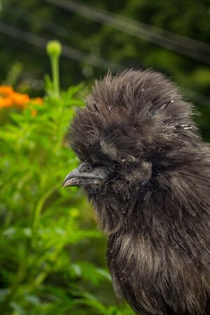 Fluffy blue silkie farm chicken hen exploring the yardの写真素材