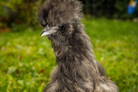 Fluffy blue silkie farm chicken hen exploring the yardの写真素材