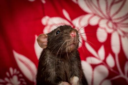 Fancy dumbo eared pet black rat exploring sofa indoorsの写真素材