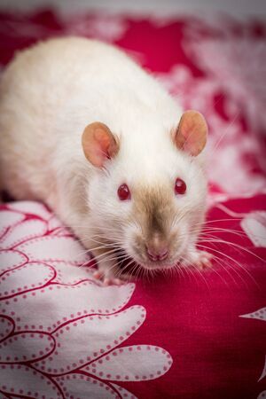 Fancy pet siamese rat exploring sofa indoorsの写真素材