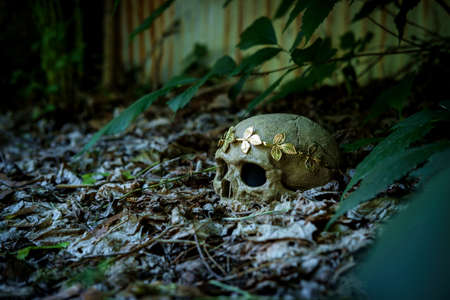 Human skeleton skull of King or Queen wearing royal gold leaf crown