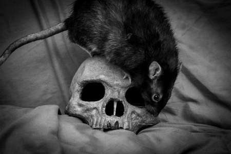 Pet rat playing near old decayed human skull as plague conceptの写真素材